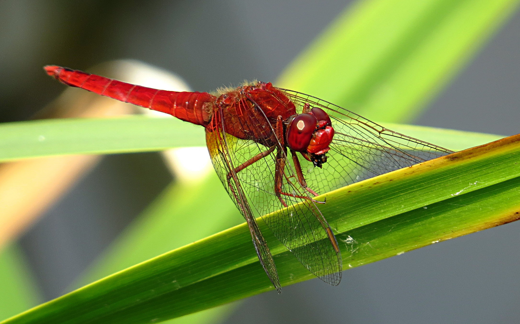 --- Feuerlibelle (Crocothemis erythraea) ---