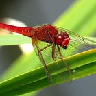 --- Feuerlibelle (Crocothemis erythraea) ---