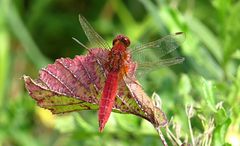 --- Feuerlibelle (Crocothemis erythraea) ---