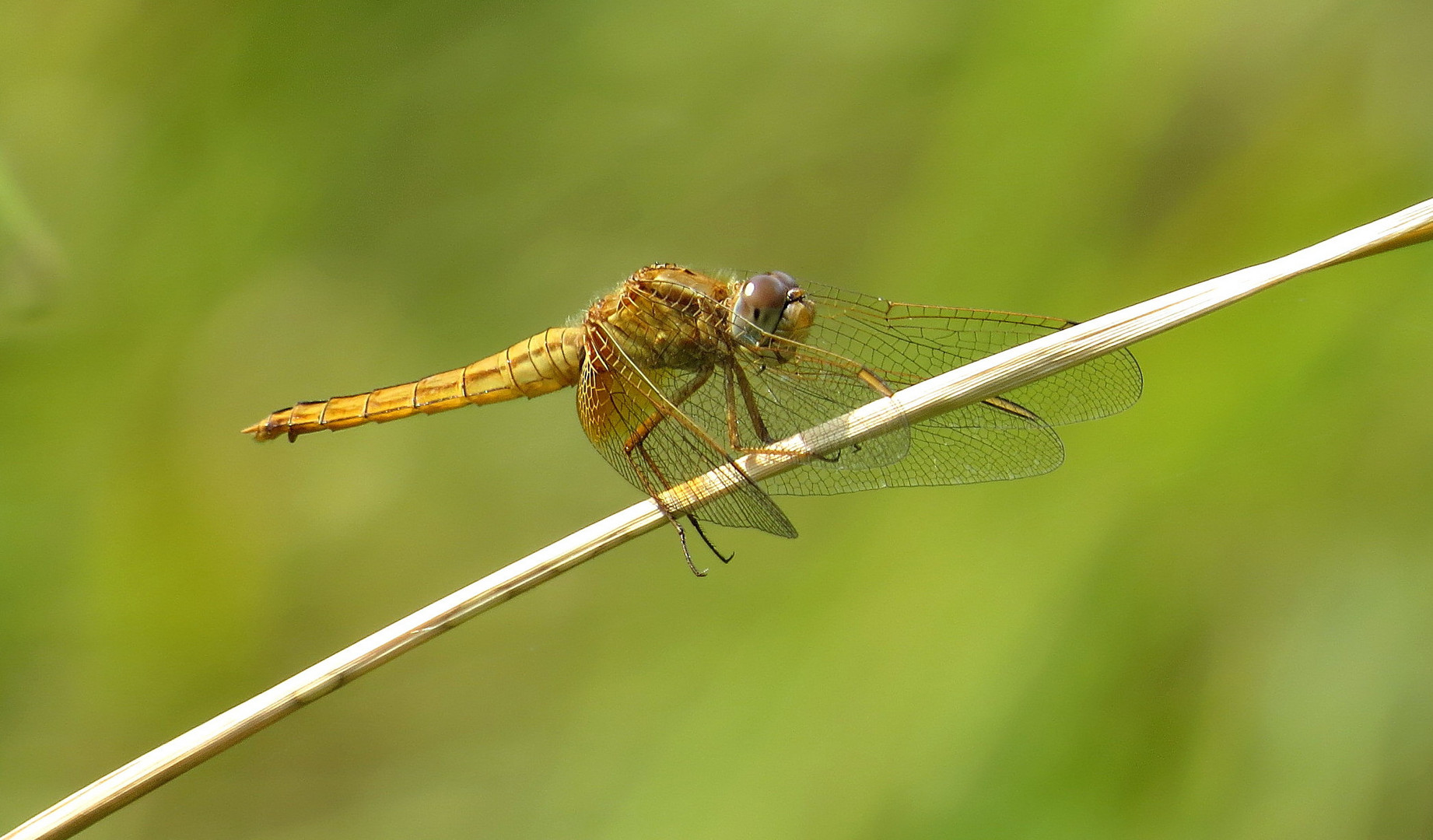 ... Feuerlibelle (Crocothemis erythraea) ...