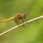 ... Feuerlibelle (Crocothemis erythraea) ...