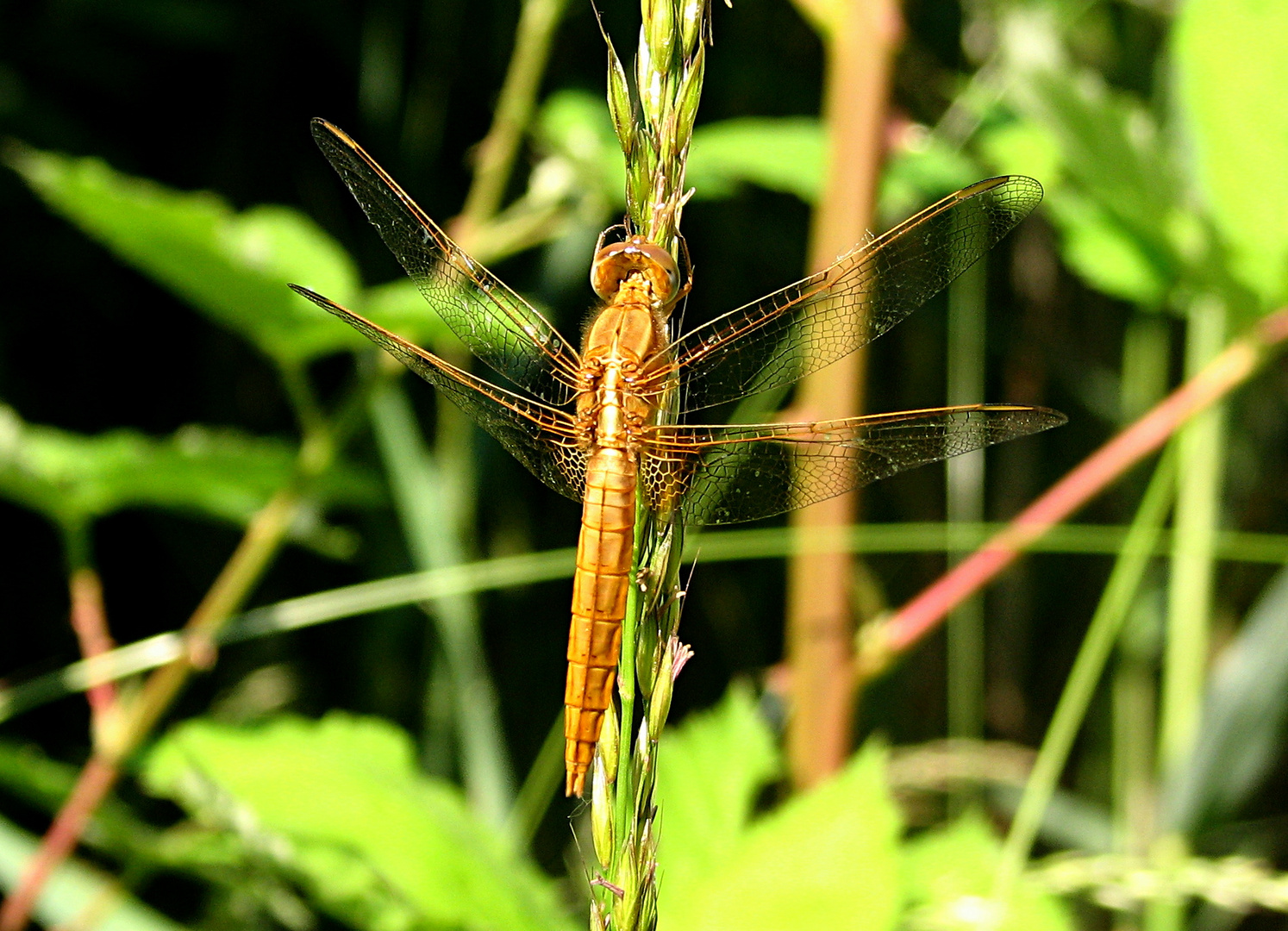 --- Feuerlibelle (Crocothemis erythraea) ---