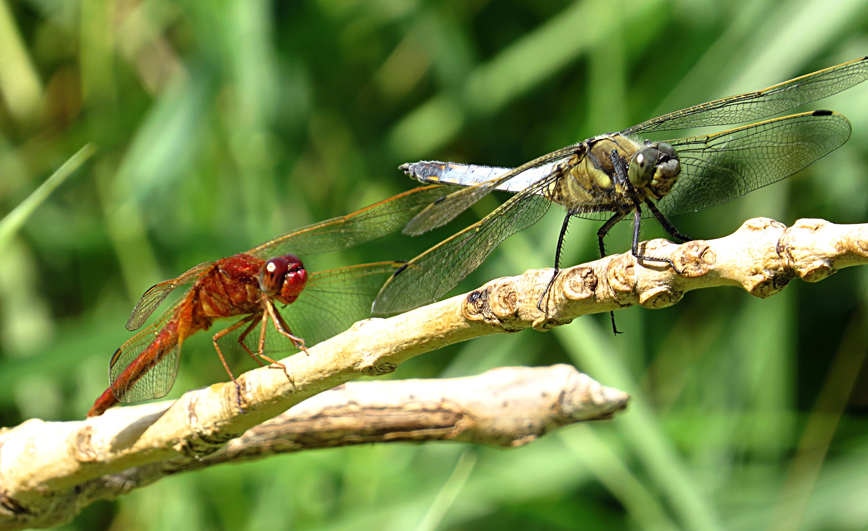 --- Feuerlibelle (Crocothemis erythraea) ---