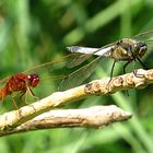 --- Feuerlibelle (Crocothemis erythraea) ---