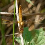 Feuerlibelle! (Crocothemis erythraea)