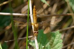 Feuerlibelle! (Crocothemis erythraea)