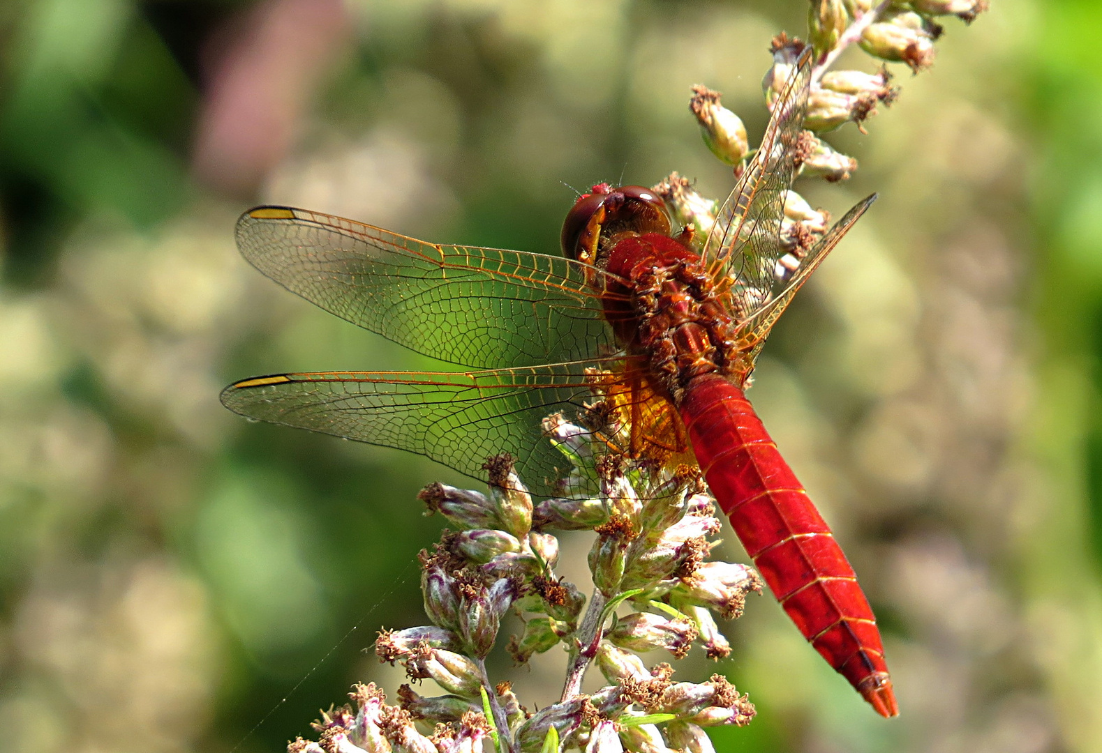 --- Feuerlibelle (Crocothemis erythraea) ---