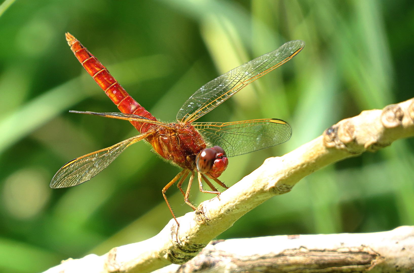 --- Feuerlibelle (Crocothemis erythraea) ---