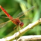 --- Feuerlibelle (Crocothemis erythraea) ---