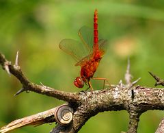 --- Feuerlibelle (Crocothemis erythraea) ---