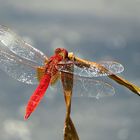 --- Feuerlibelle (Crocothemis erythraea) ---