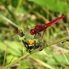 --- Feuerlibelle (Crocothemis erythraea) ---