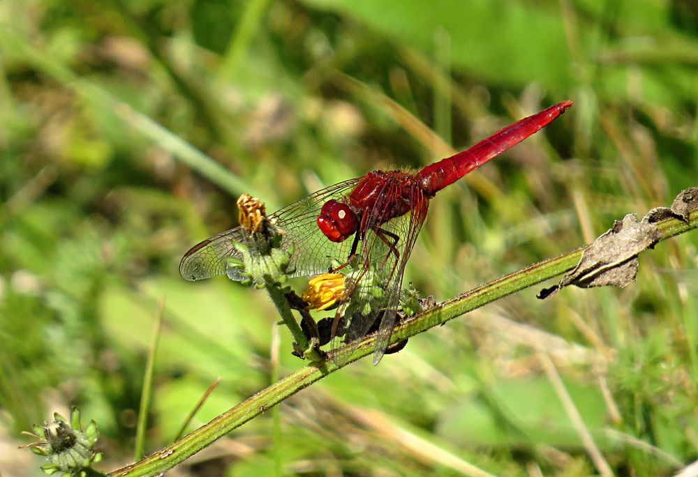 --- Feuerlibelle (Crocothemis erythraea) ---