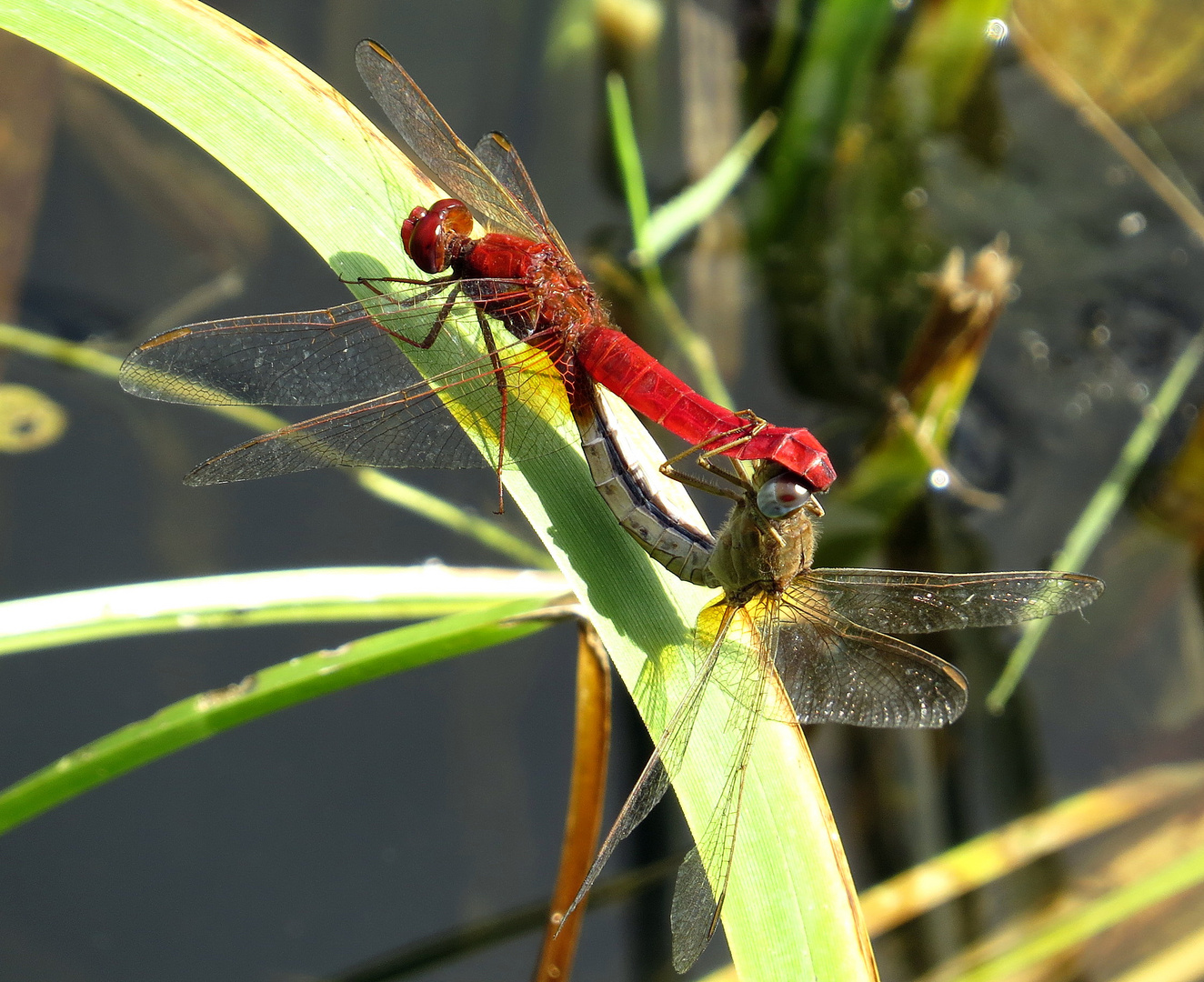 ... Feuerlibelle (Crocothemis erythraea) ...