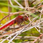 Feuerlibelle - Crocothemis erythraea