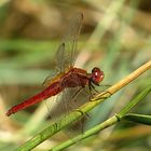 --- Feuerlibelle (Crocothemis erythraea) ---