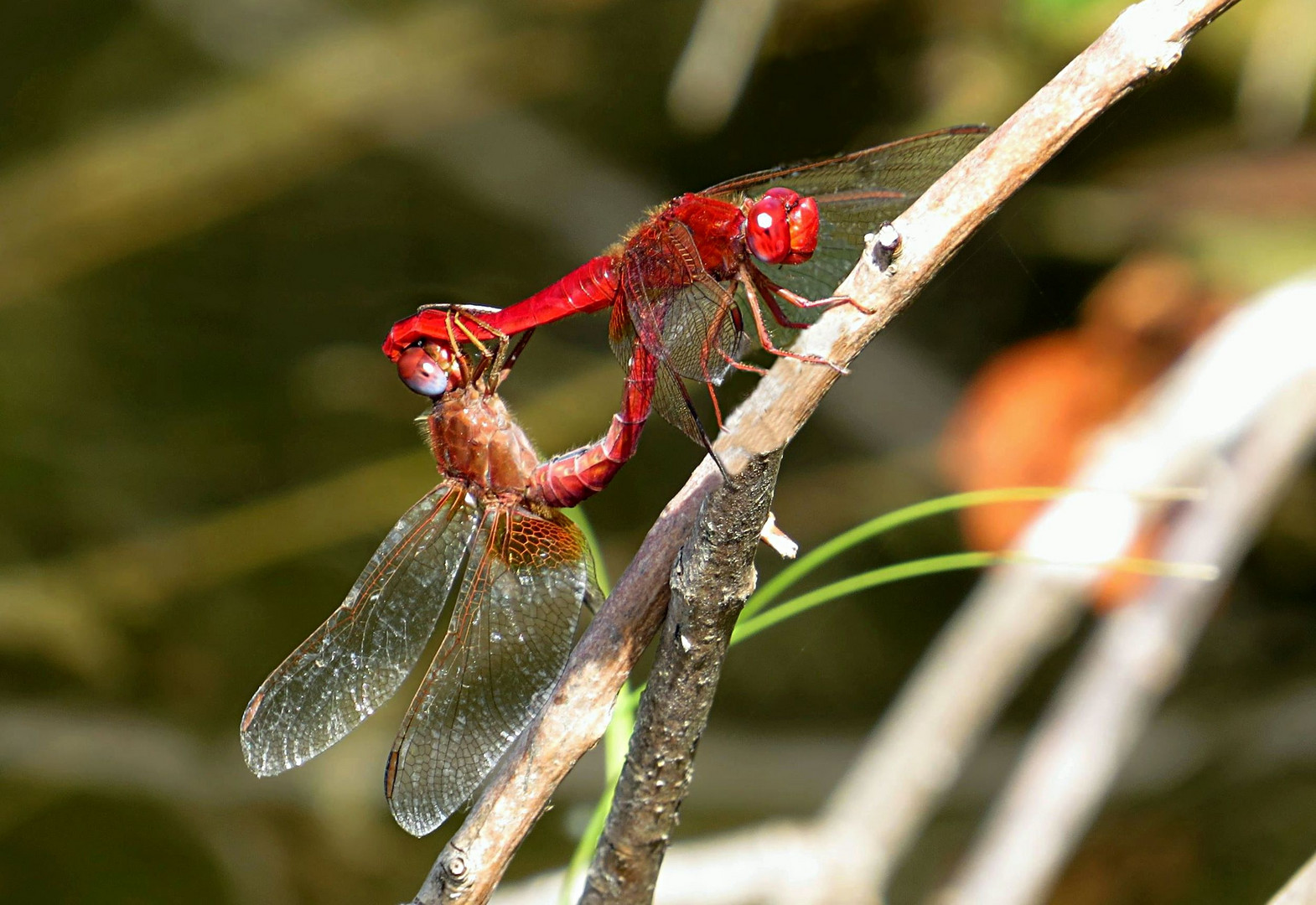 --- Feuerlibelle (Crocothemis erythraea) --- 