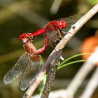 --- Feuerlibelle (Crocothemis erythraea) --- 