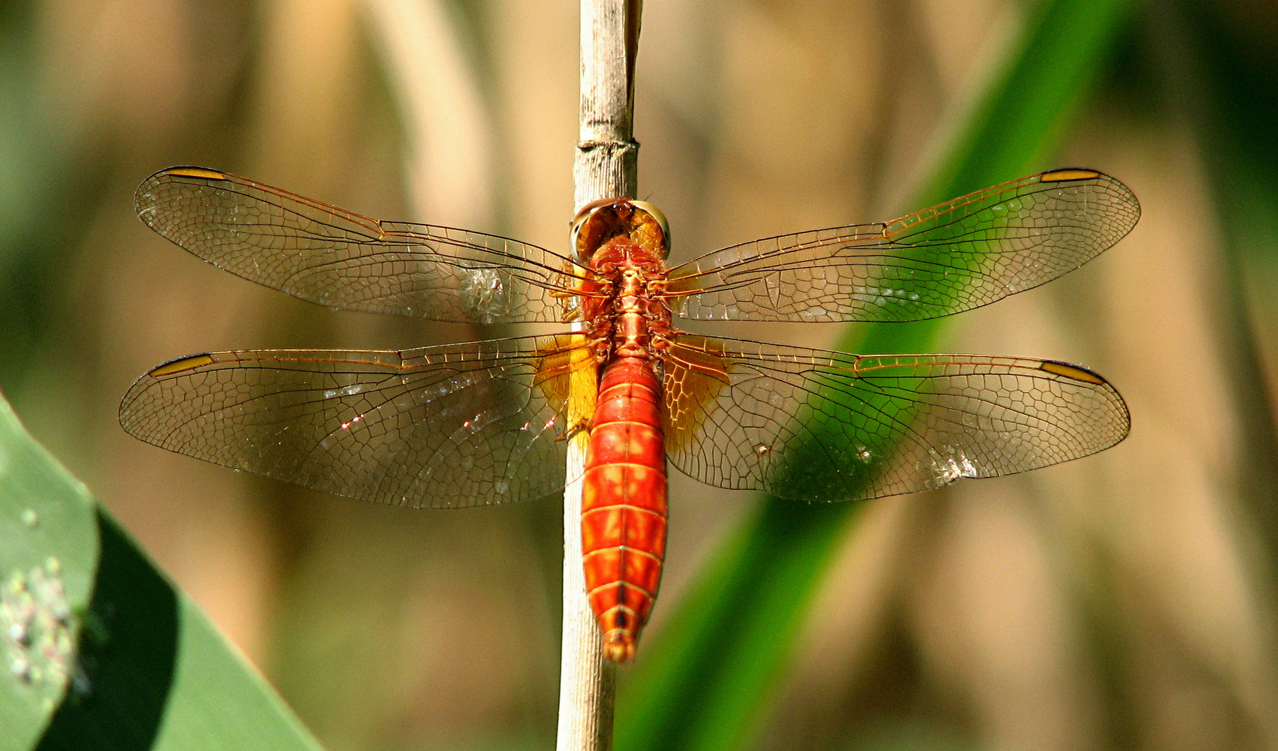 --- Feuerlibelle (Crocothemis erythraea) ---