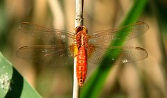 --- Feuerlibelle (Crocothemis erythraea) ---