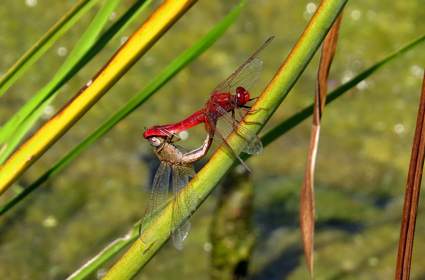 --- Feuerlibelle (Crocothemis erythraea) ---