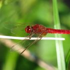 --- Feuerlibelle (Crocothemis erythraea) ---