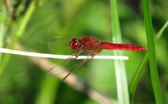 --- Feuerlibelle (Crocothemis erythraea) ---