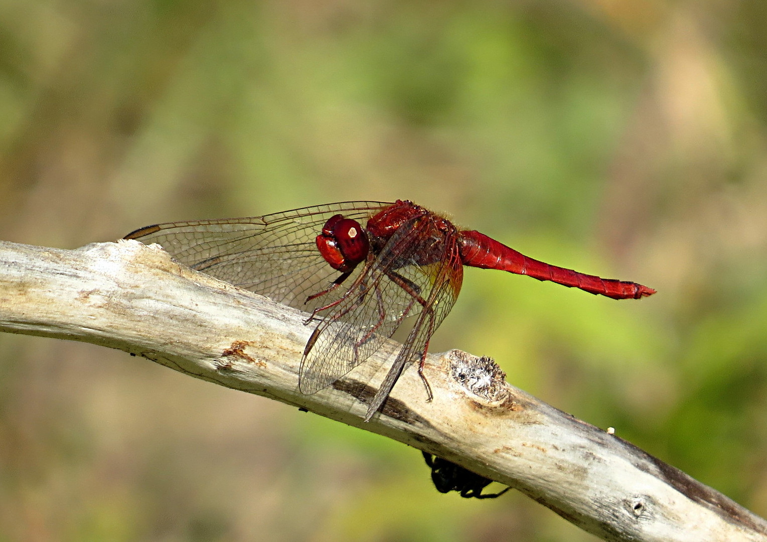 --- Feuerlibelle (Crocothemis erythraea) ---