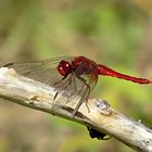 --- Feuerlibelle (Crocothemis erythraea) ---