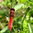 --- Feuerlibelle (Crocothemis erythraea) ---