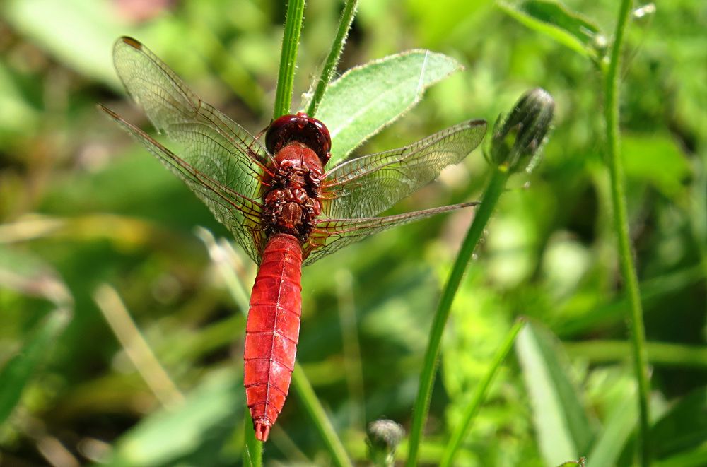 --- Feuerlibelle (Crocothemis erythraea) ---