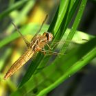 ... Feuerlibelle (Crocothemis erythraea) ...