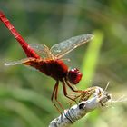 --- Feuerlibelle (Crocothemis erythraea) ---