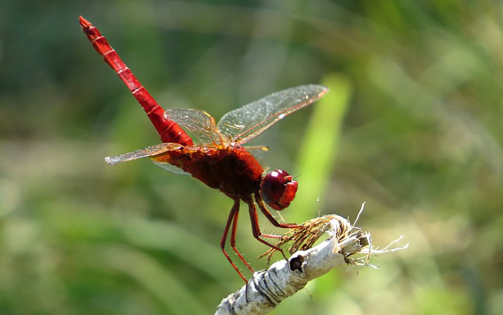 --- Feuerlibelle (Crocothemis erythraea) ---