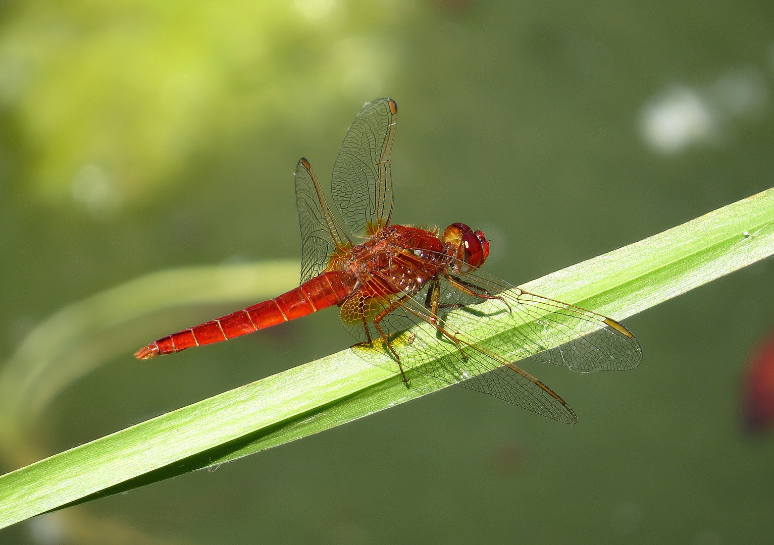 ... Feuerlibelle (Crocothemis erythraea) ...