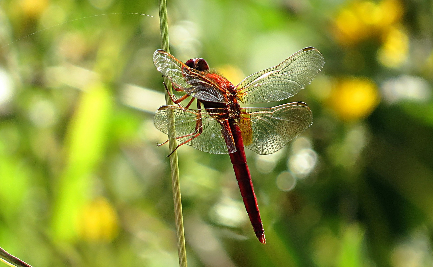 --- Feuerlibelle (Crocothemis erythraea) ---