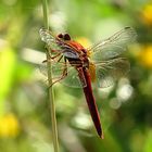 --- Feuerlibelle (Crocothemis erythraea) ---