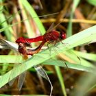 --- Feuerlibelle (Crocothemis erythraea) ---