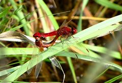 --- Feuerlibelle (Crocothemis erythraea) ---