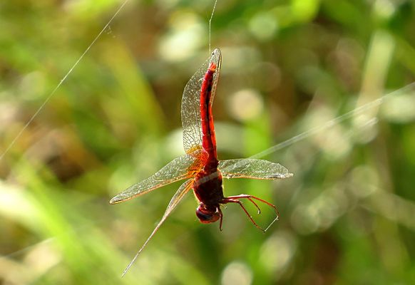 --- Feuerlibelle (Crocothemis erythraea) ---