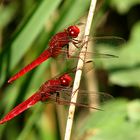 --- Feuerlibelle (Crocothemis erythraea) ---