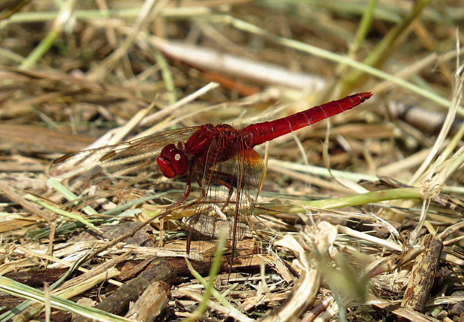 --- Feuerlibelle (Crocothemis erythraea) ---