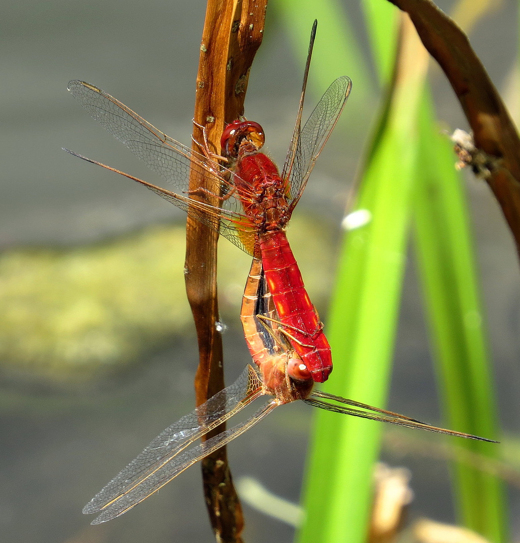 ... Feuerlibelle (Crocothemis erythraea) ...