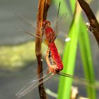 ... Feuerlibelle (Crocothemis erythraea) ...