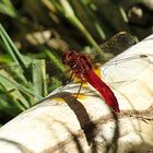 --- Feuerlibelle (Crocothemis erythraea) ---