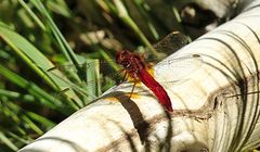 --- Feuerlibelle (Crocothemis erythraea) ---