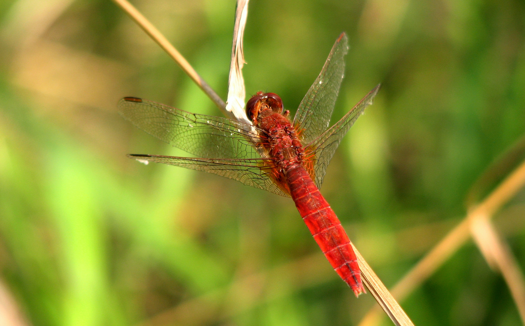 --- Feuerlibelle (Crocothemis erythraea) --- 