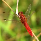 --- Feuerlibelle (Crocothemis erythraea) --- 