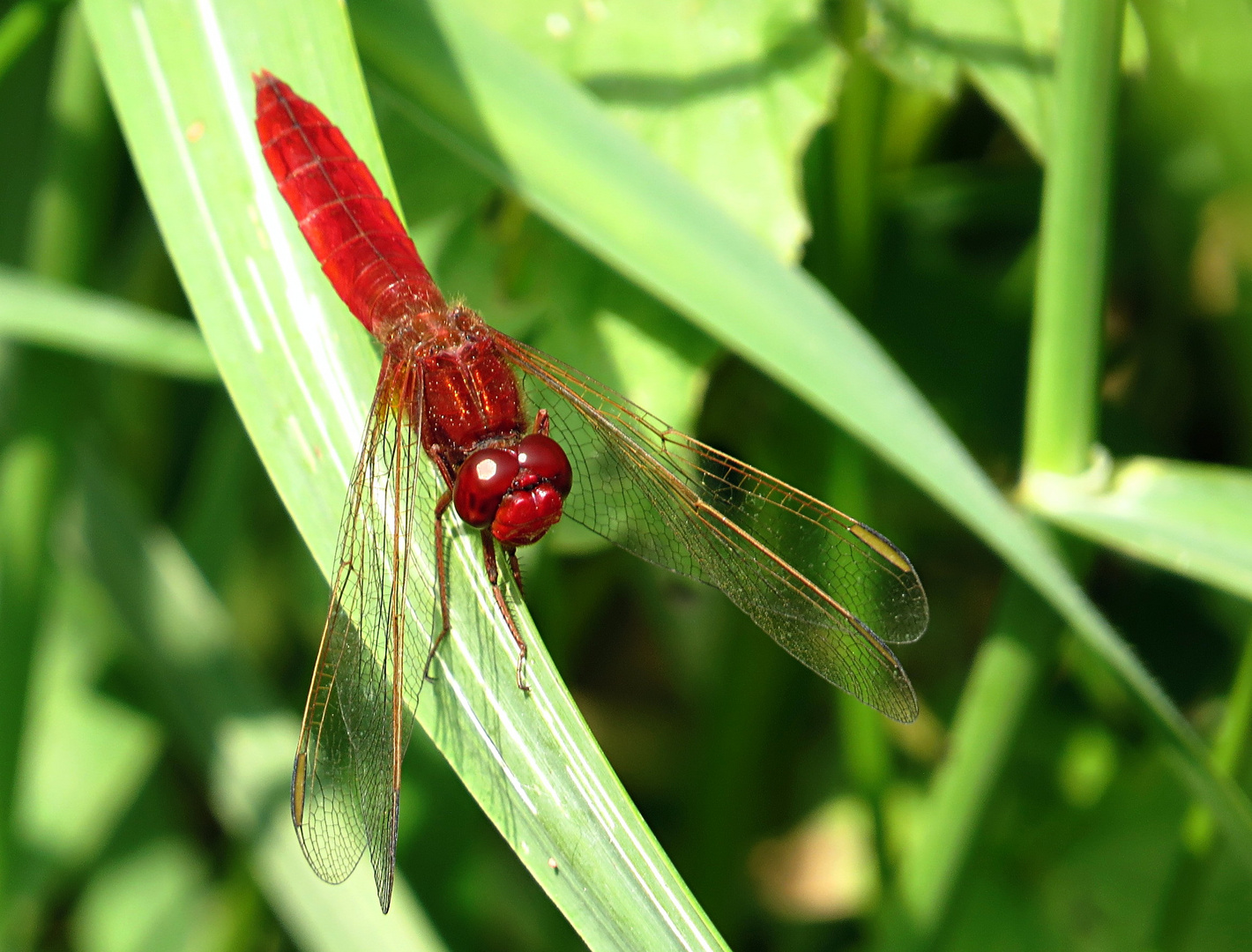 --- Feuerlibelle (Crocothemis erythraea) ---