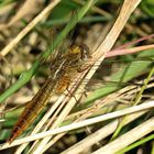 --- Feuerlibelle (Crocothemis erythraea) ---